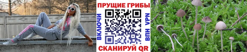 Псилоцибиновые грибы Psilocybine cubensis Новый Оскол